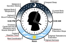 circadian rhythm